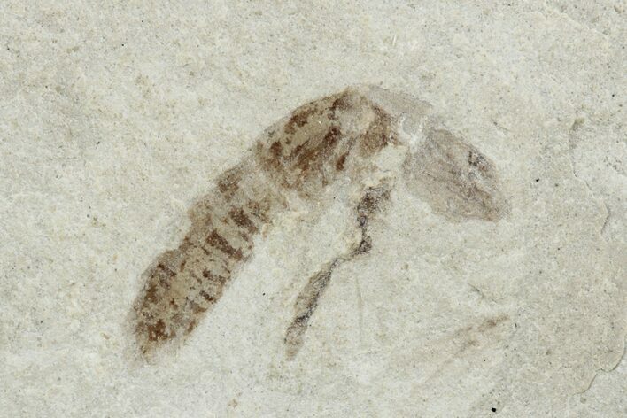 Detailed Robber Fly Fossil - Green River Formation #242781